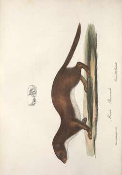 Image of least weasel