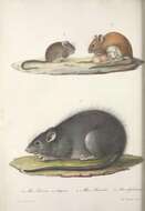 Image de Rattus rattus (Linnaeus 1758)