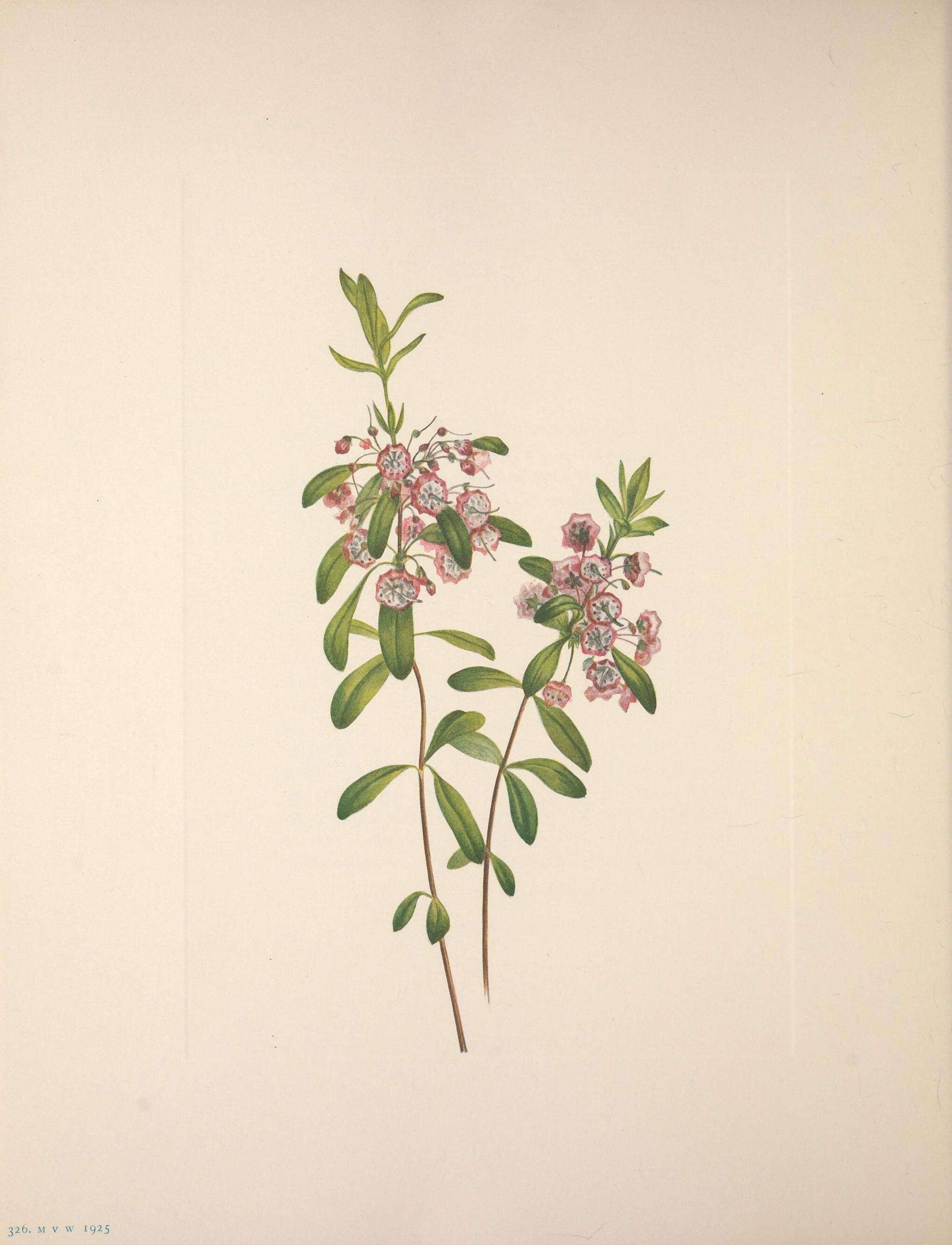 Image of sheep laurel