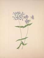 Imagem de Phlox divaricata L.