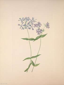 Image of wild blue phlox