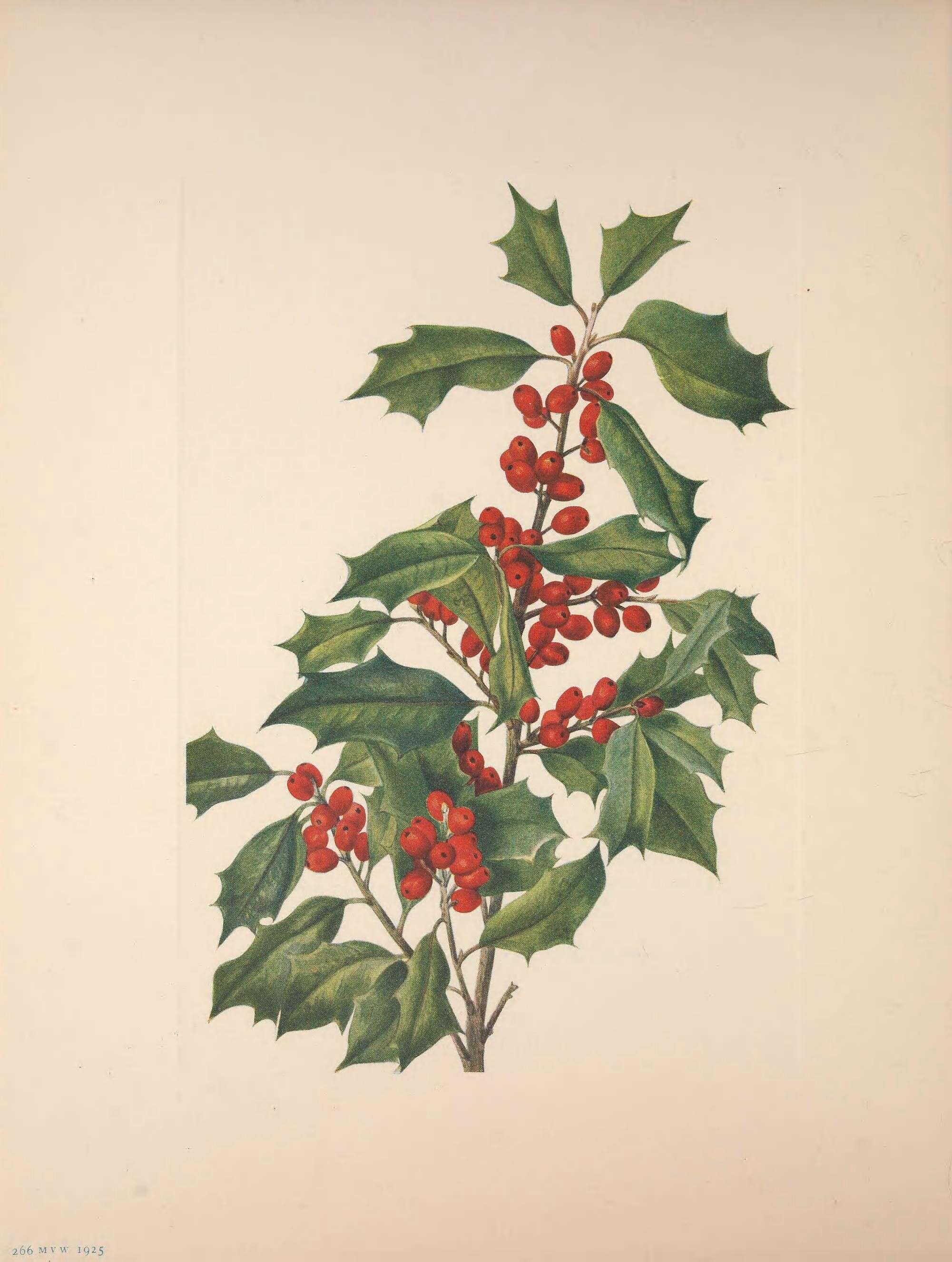 Image of American holly