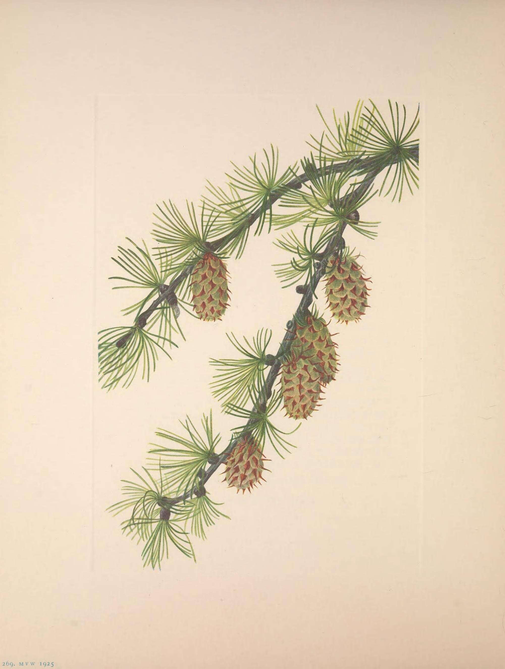 Image of western larch