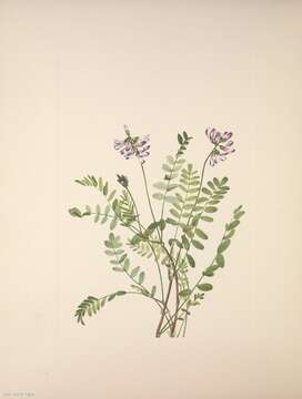 Image of alpine milkvetch