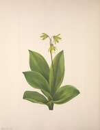 Imagem de Clintonia borealis (Aiton) Raf.