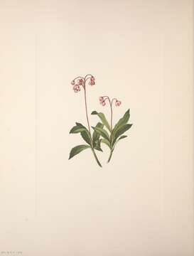 Image of pipsissewa