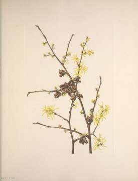 Imagem de Hamamelis virginiana L.