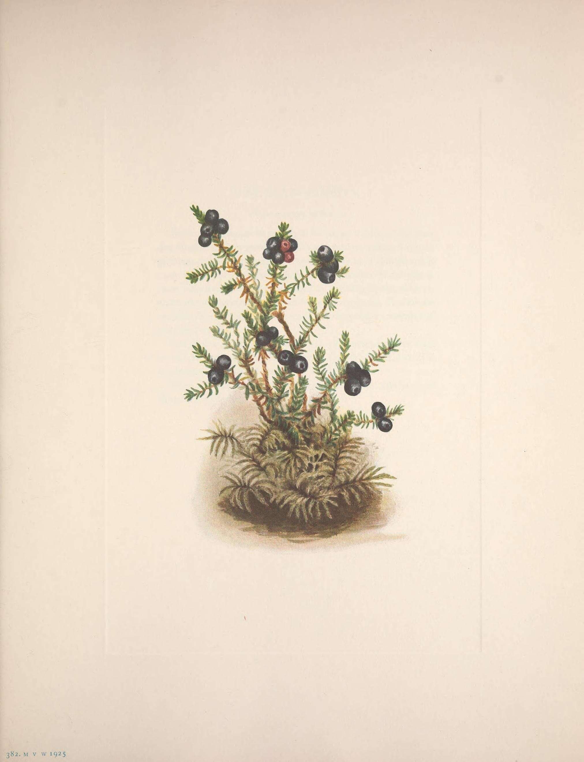 Image of black crowberry