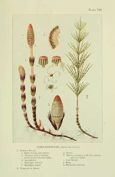 Image of field horsetail