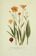 Image of Greater Spearwort