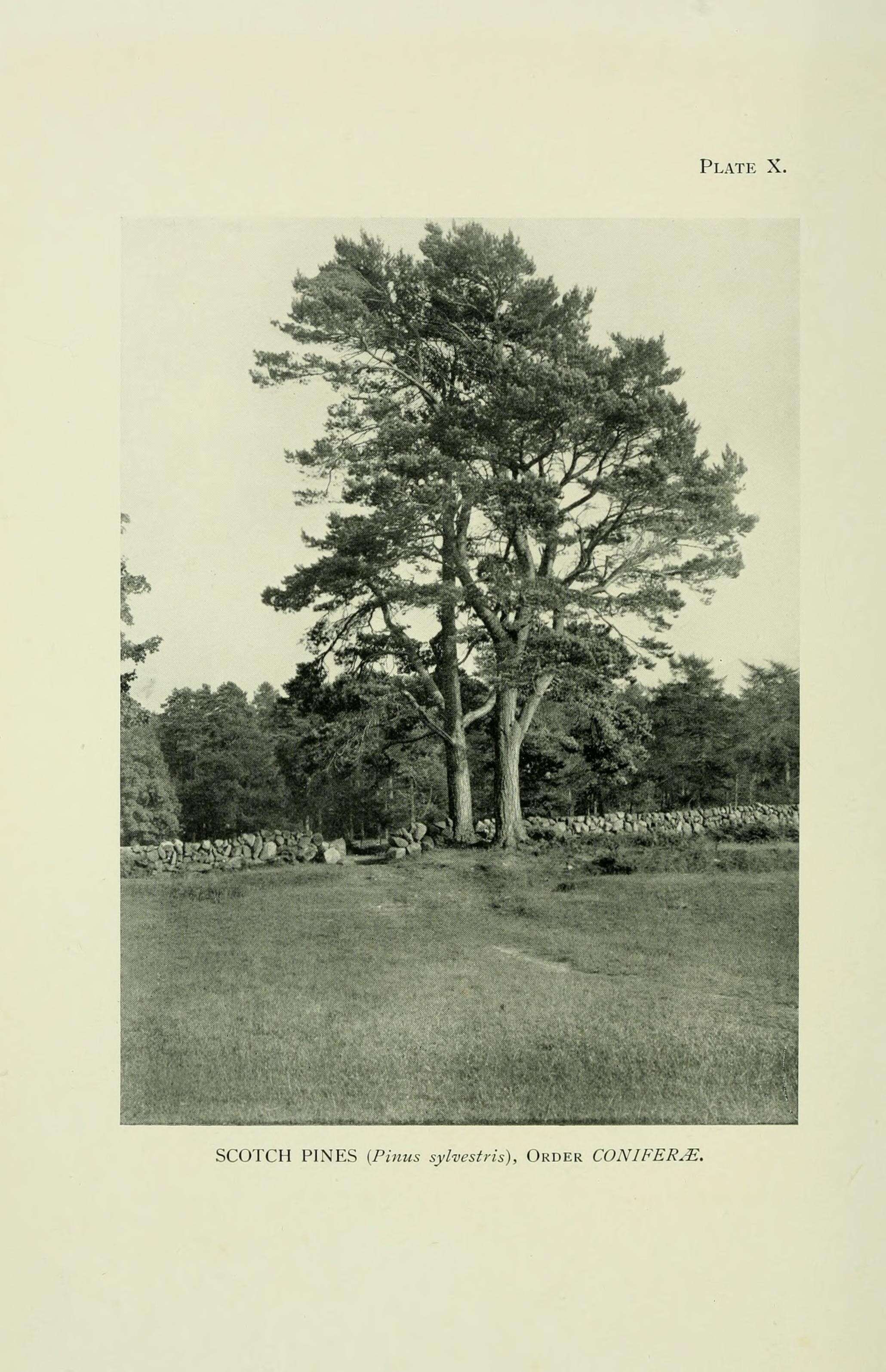 Image of Scotch Pine