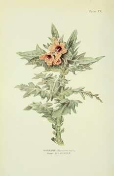 Image of black henbane