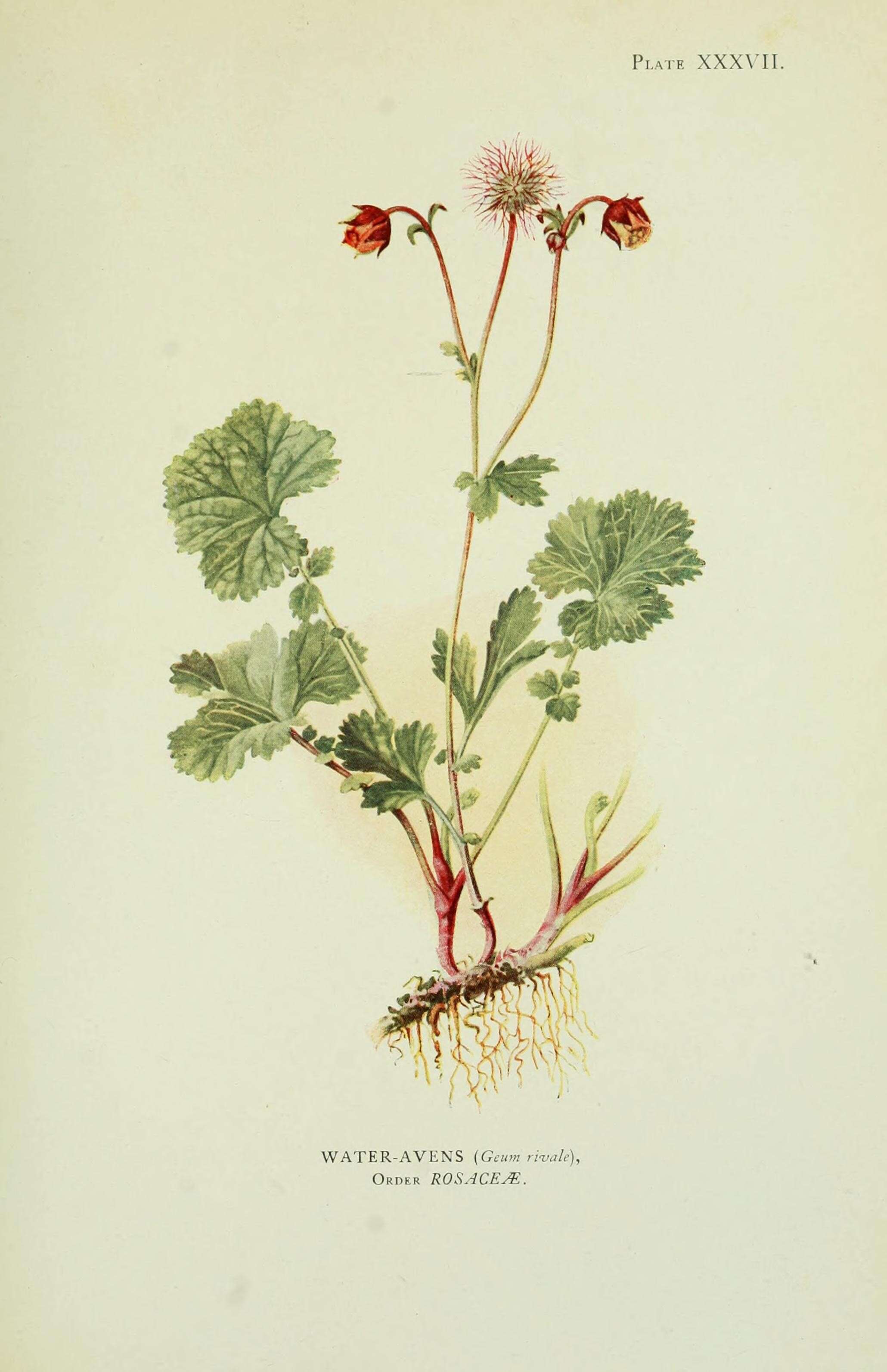 Image of Water Avens