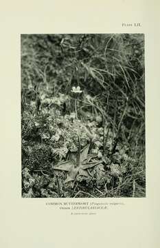 Image of Common butterwort