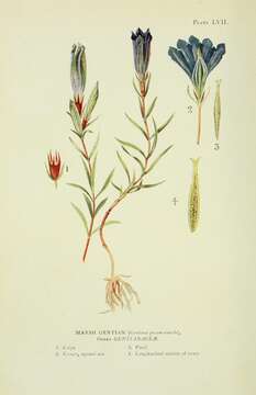 Image of marsh gentian