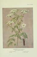 Image of poison hemlock