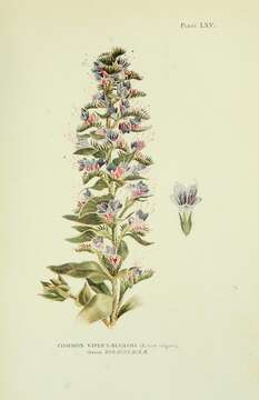 Image of blueweed