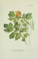 Image of celandine