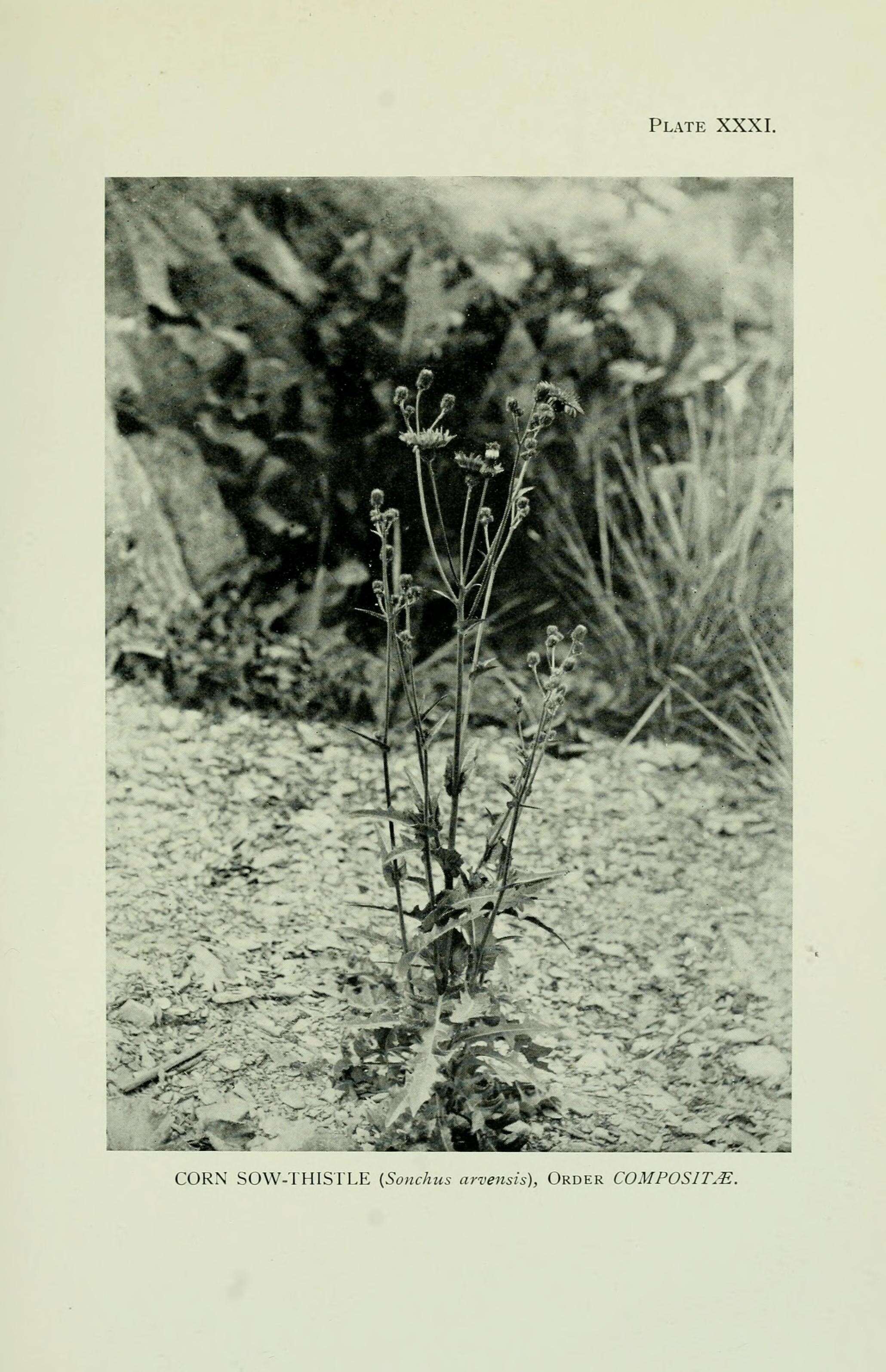 Plancia ëd Sonchus arvensis L.