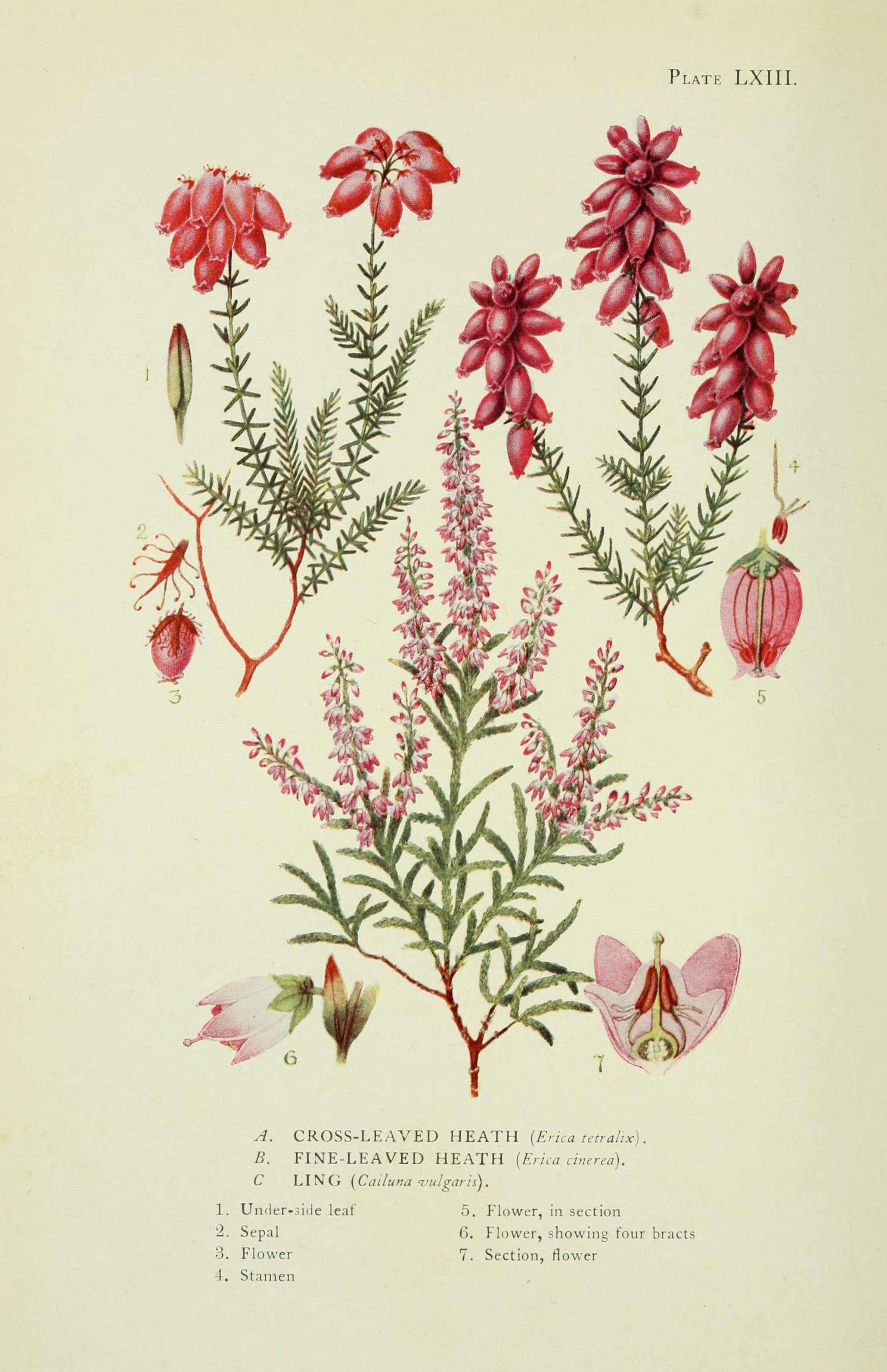 Erica tetralix L. resmi