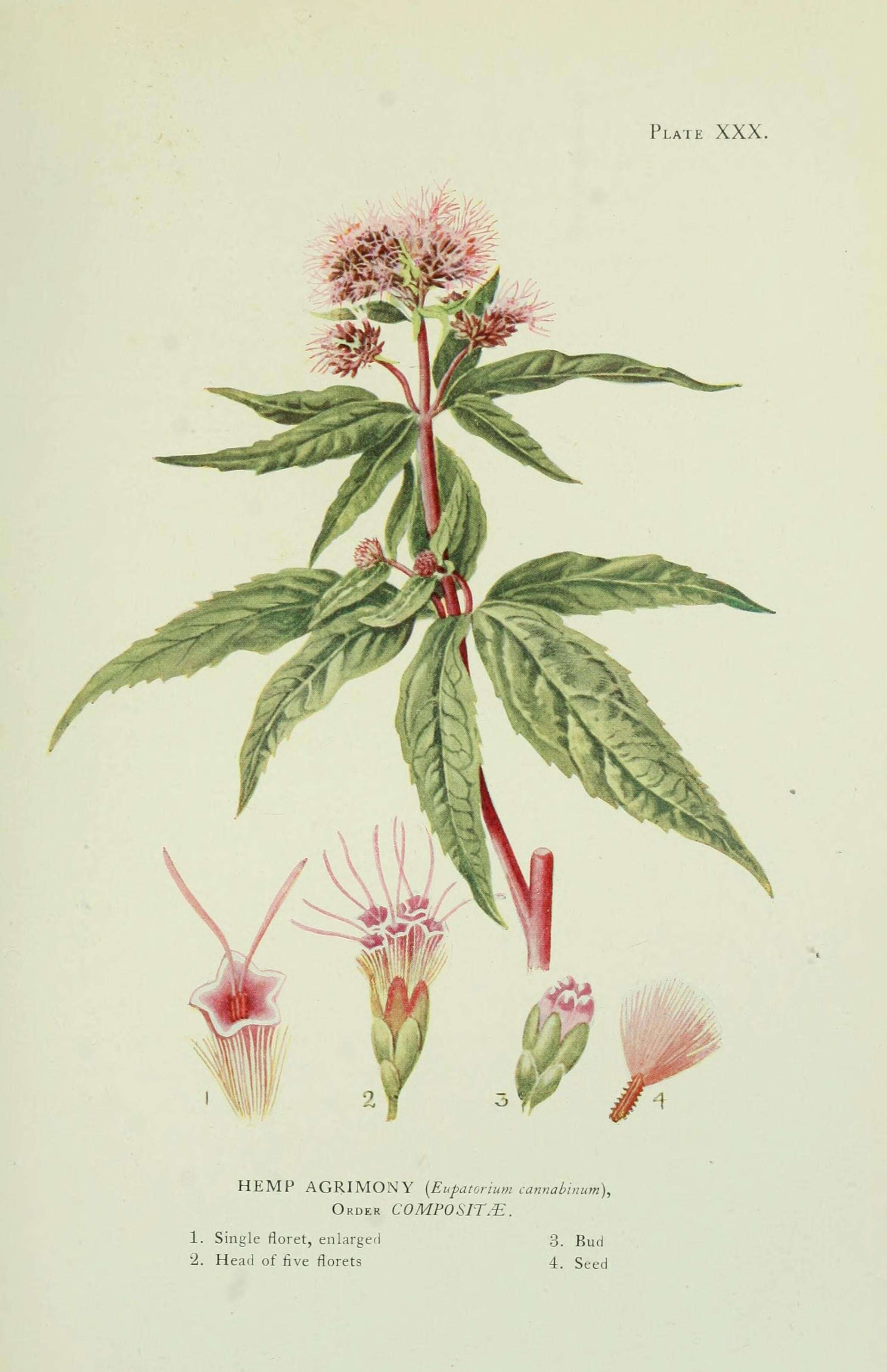 Image of hemp agrimony