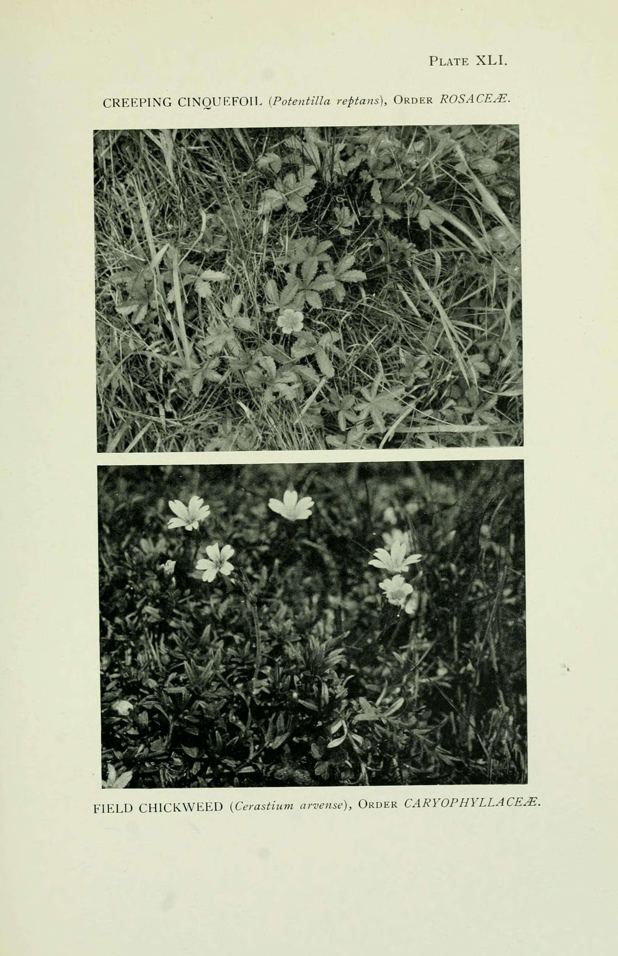 Image of creeping cinquefoil