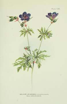 Image of Meadow Crane's-bill