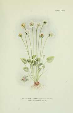 Слика од Parnassia palustris L.