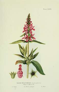 Image of Hedge-nettle