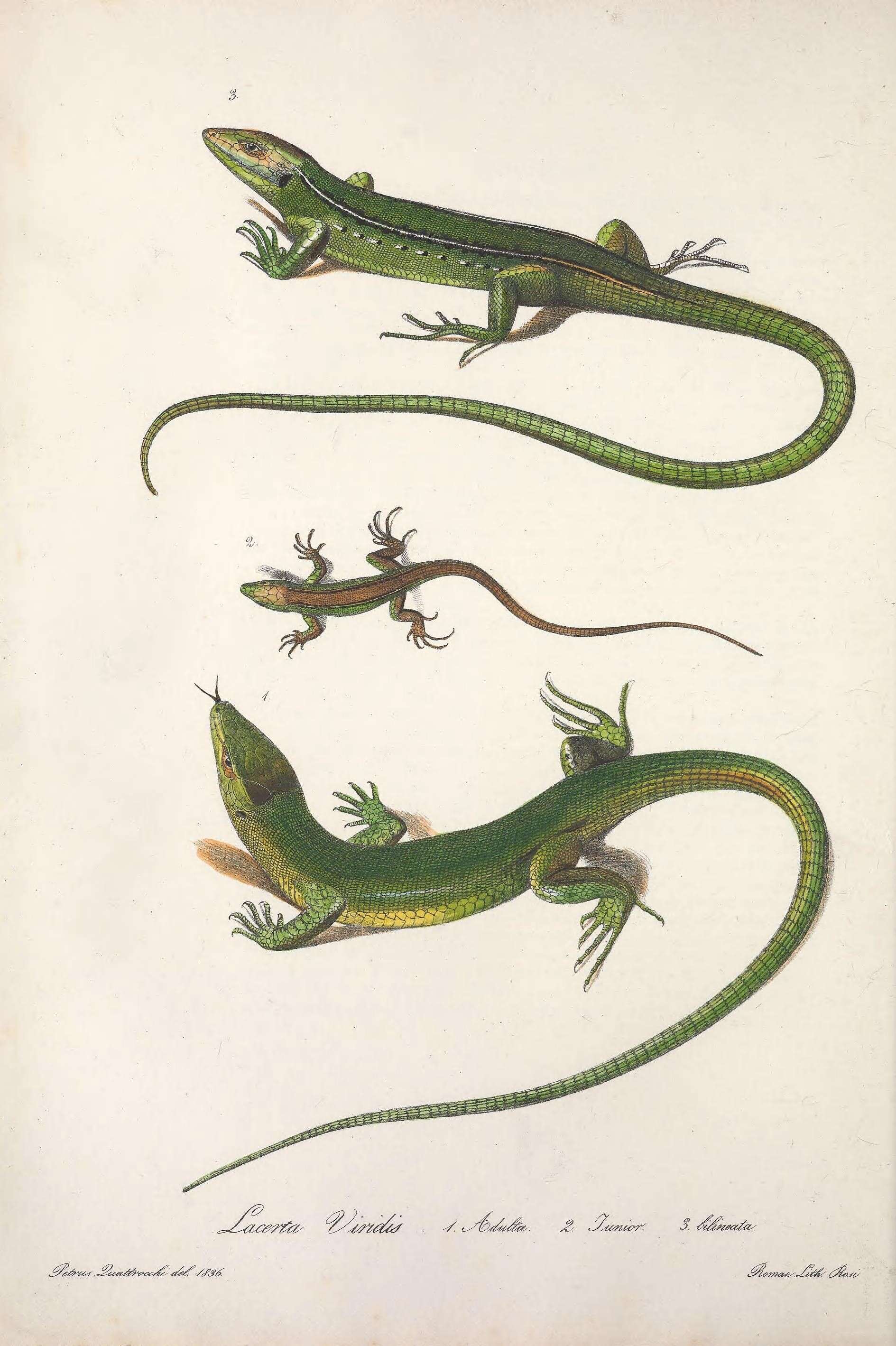 Image of green lizard