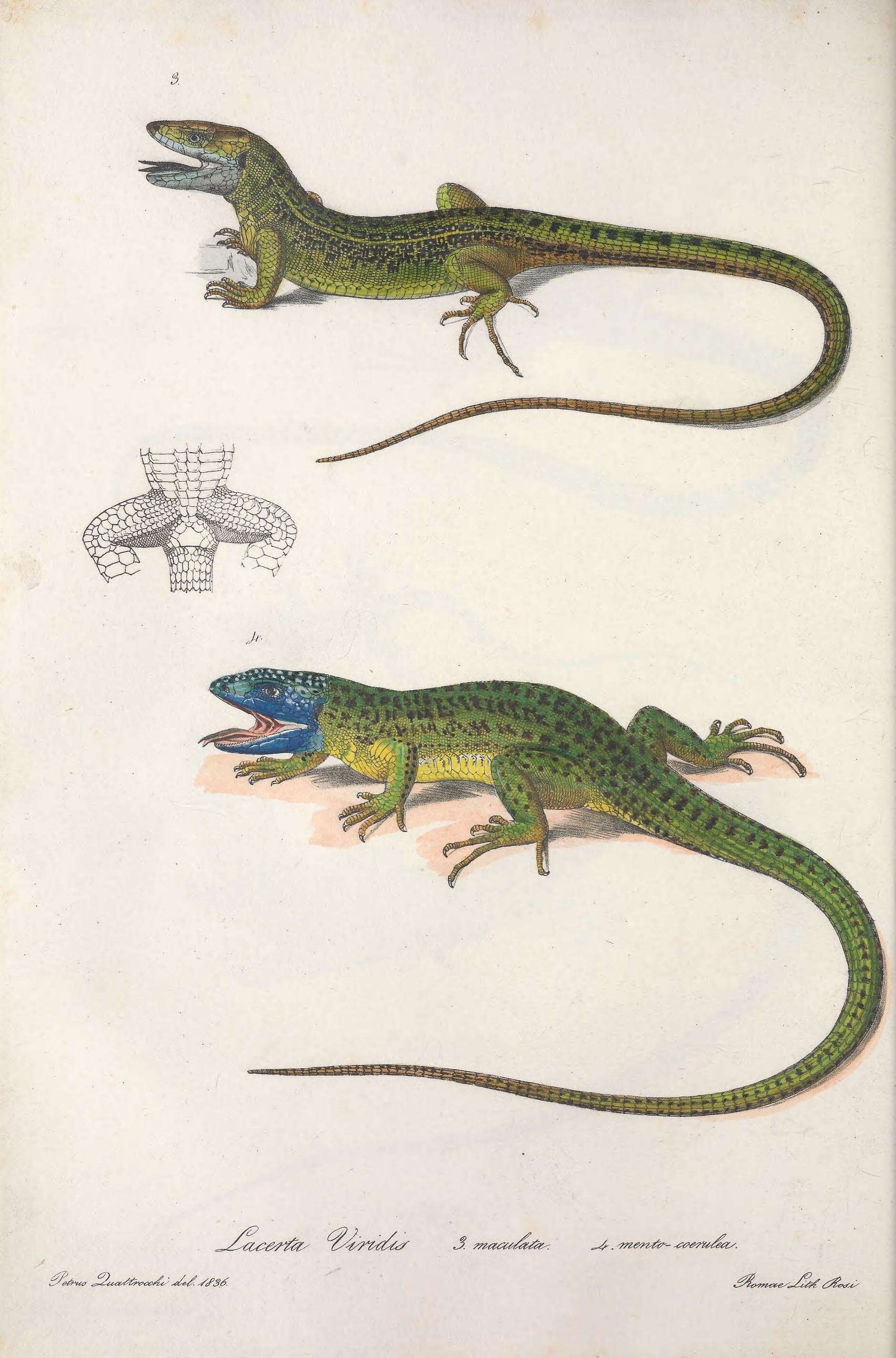 Image of green lizard