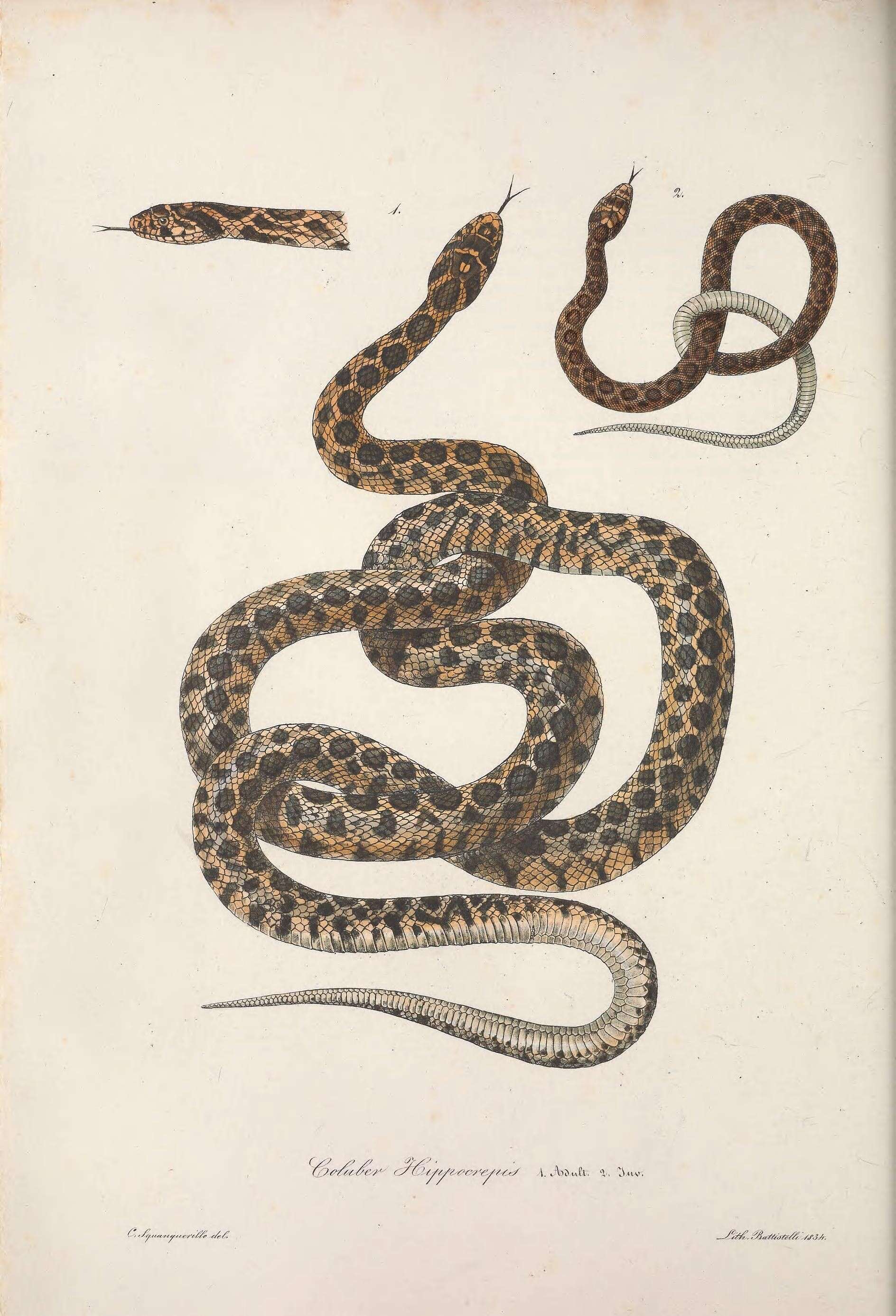 Image of Horseshoe Whip Snake