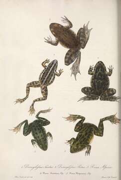 Discoglossus pictus Otth 1837的圖片