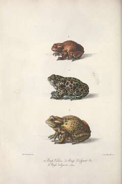 Image of European green toad