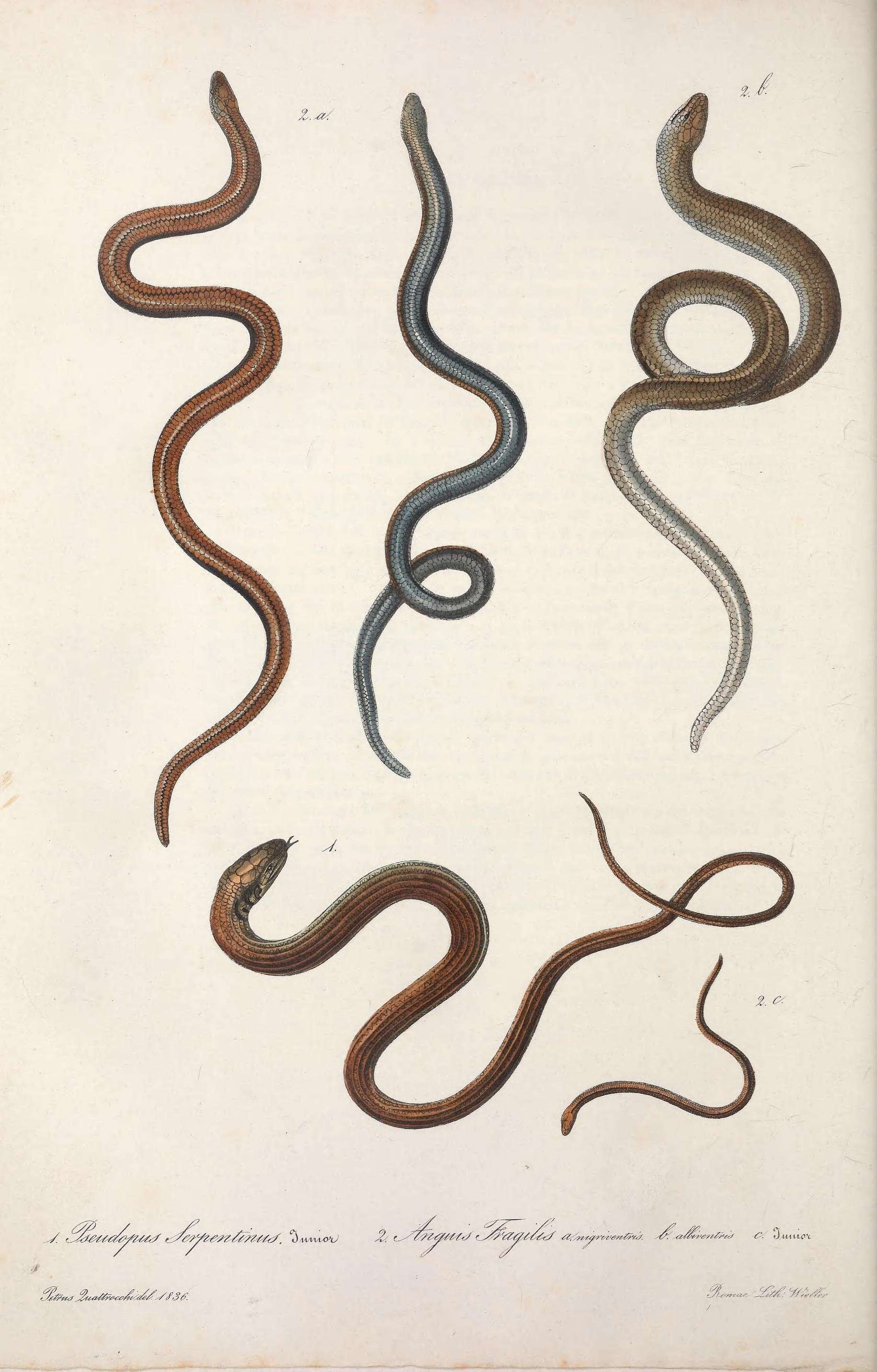 Image de Pseudopus Merrem 1820