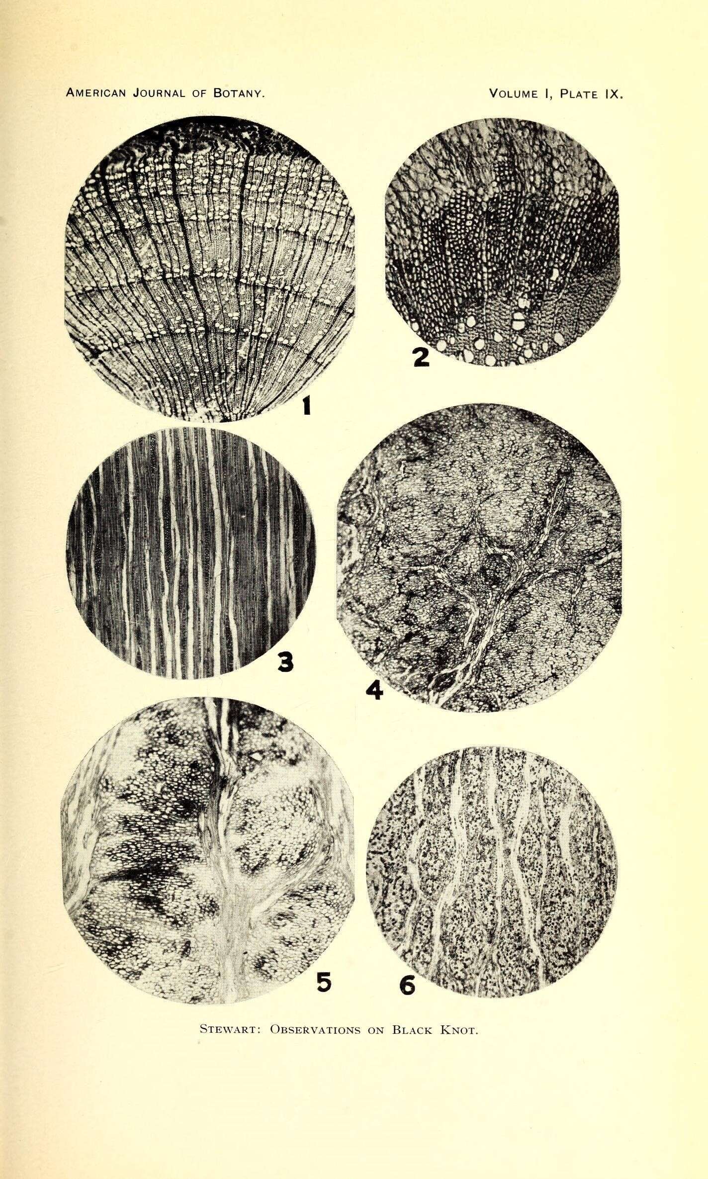 Image of chokecherry