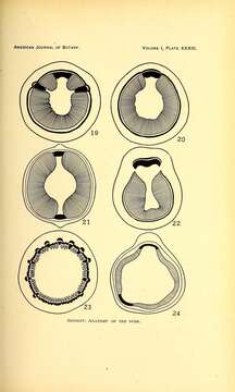 Image of American holly