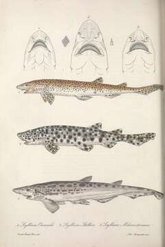 Image of Lesser Spotted Dogfish