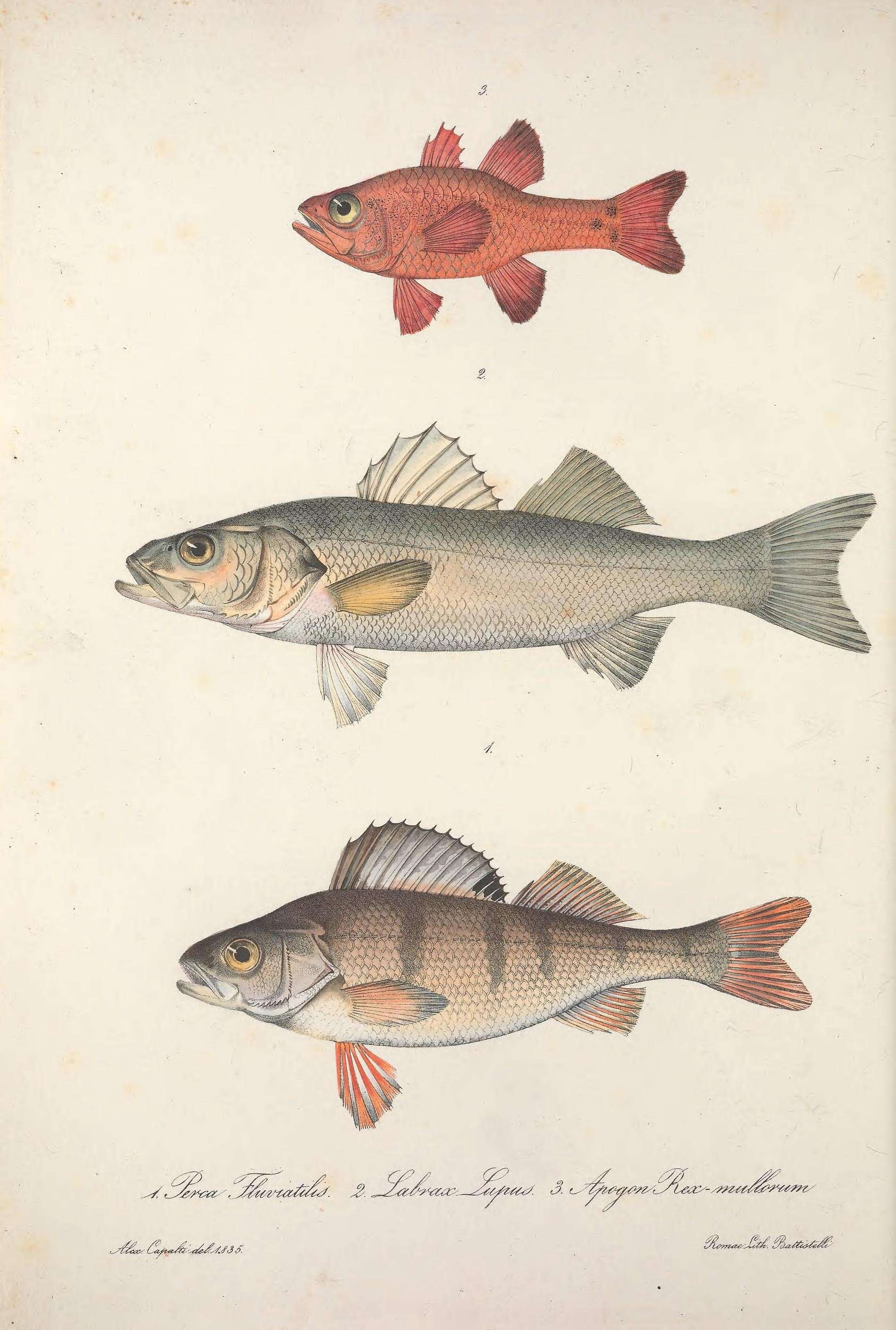 Image of Perch