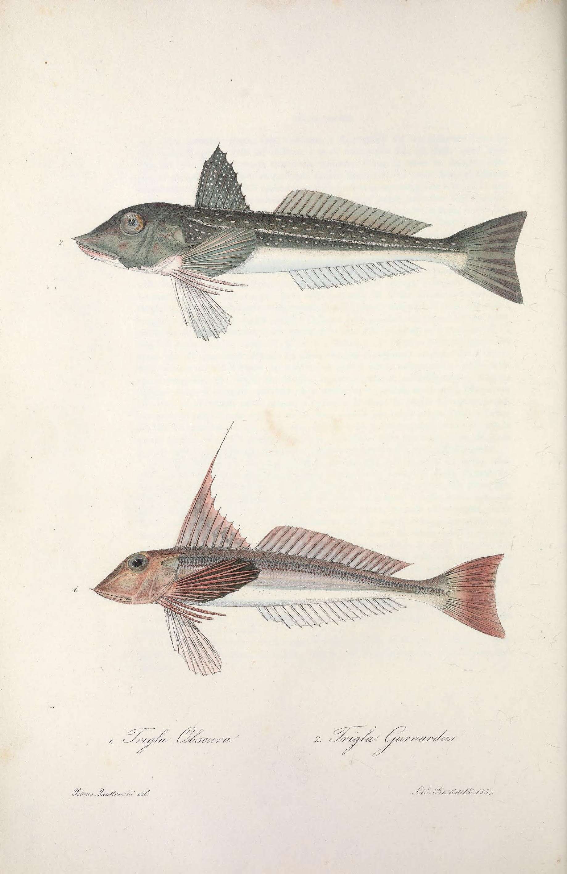 Sivun Chelidonichthys obscurus (Walbaum 1792) kuva