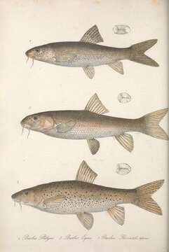 Image of Barbel