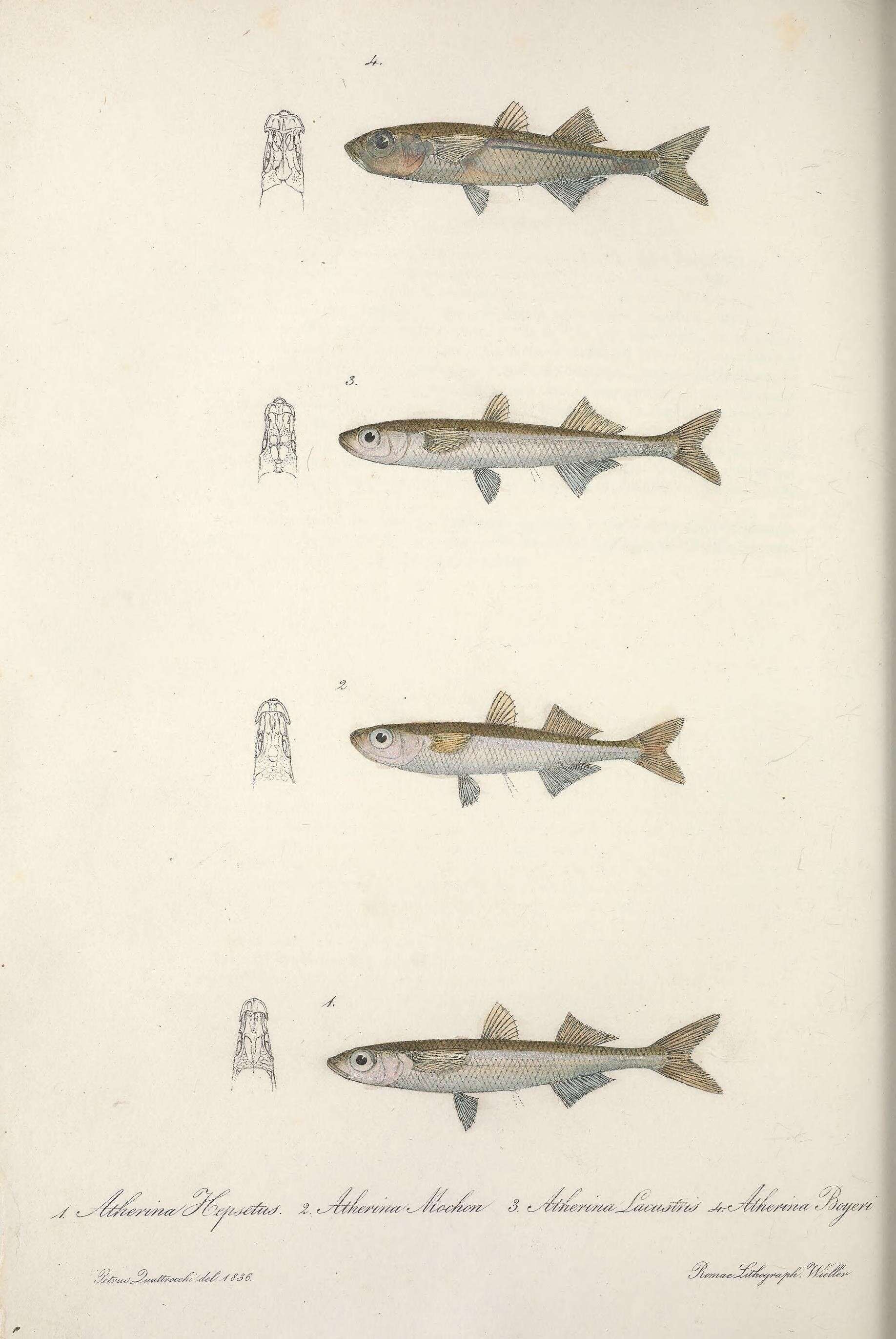 Imagem de Atherina hepsetus Linnaeus 1758