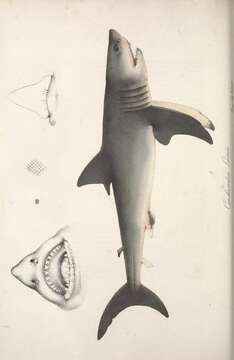 Image of Carcharodon