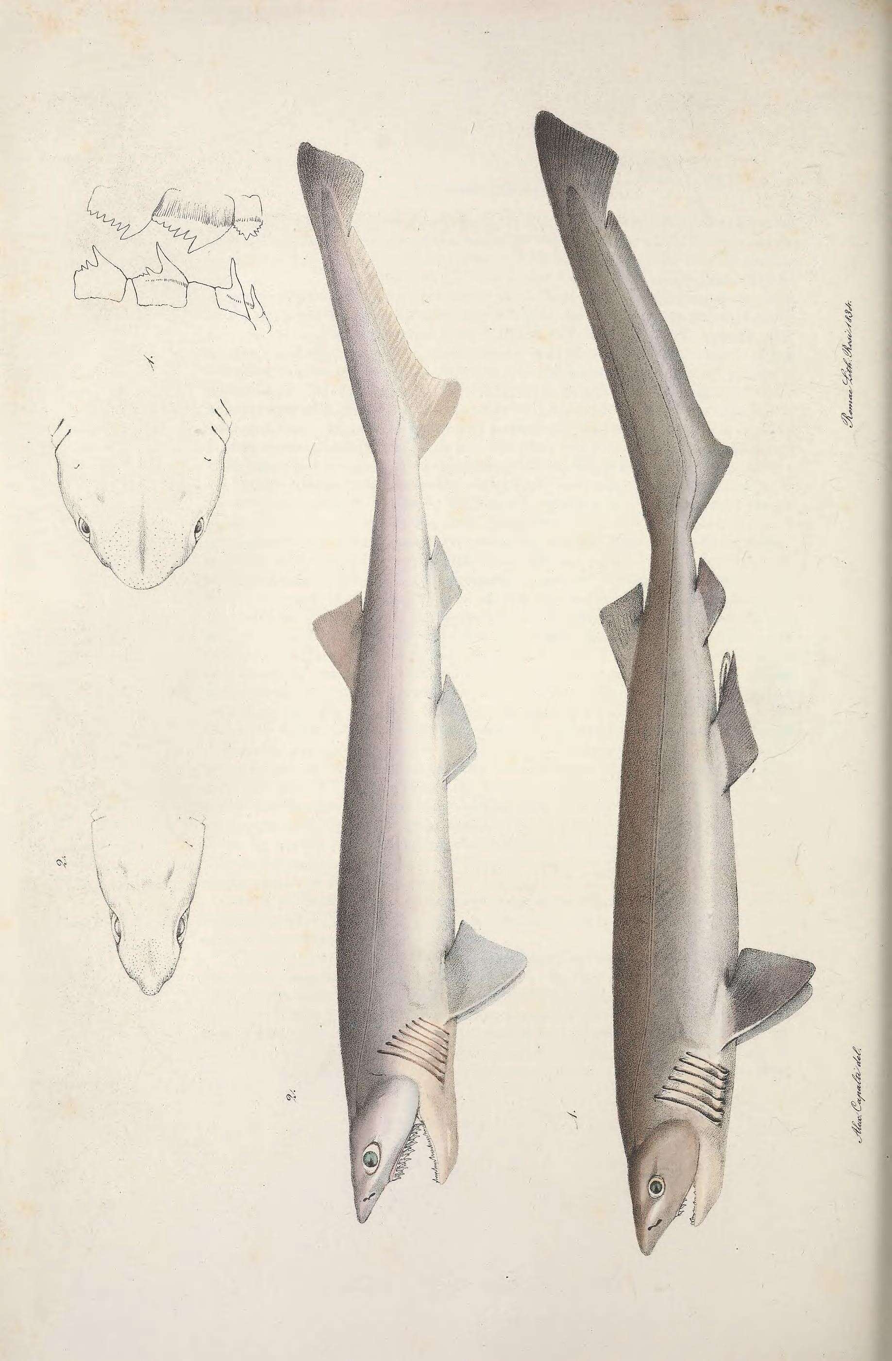 Image of Bluntnose Sixgill Shark