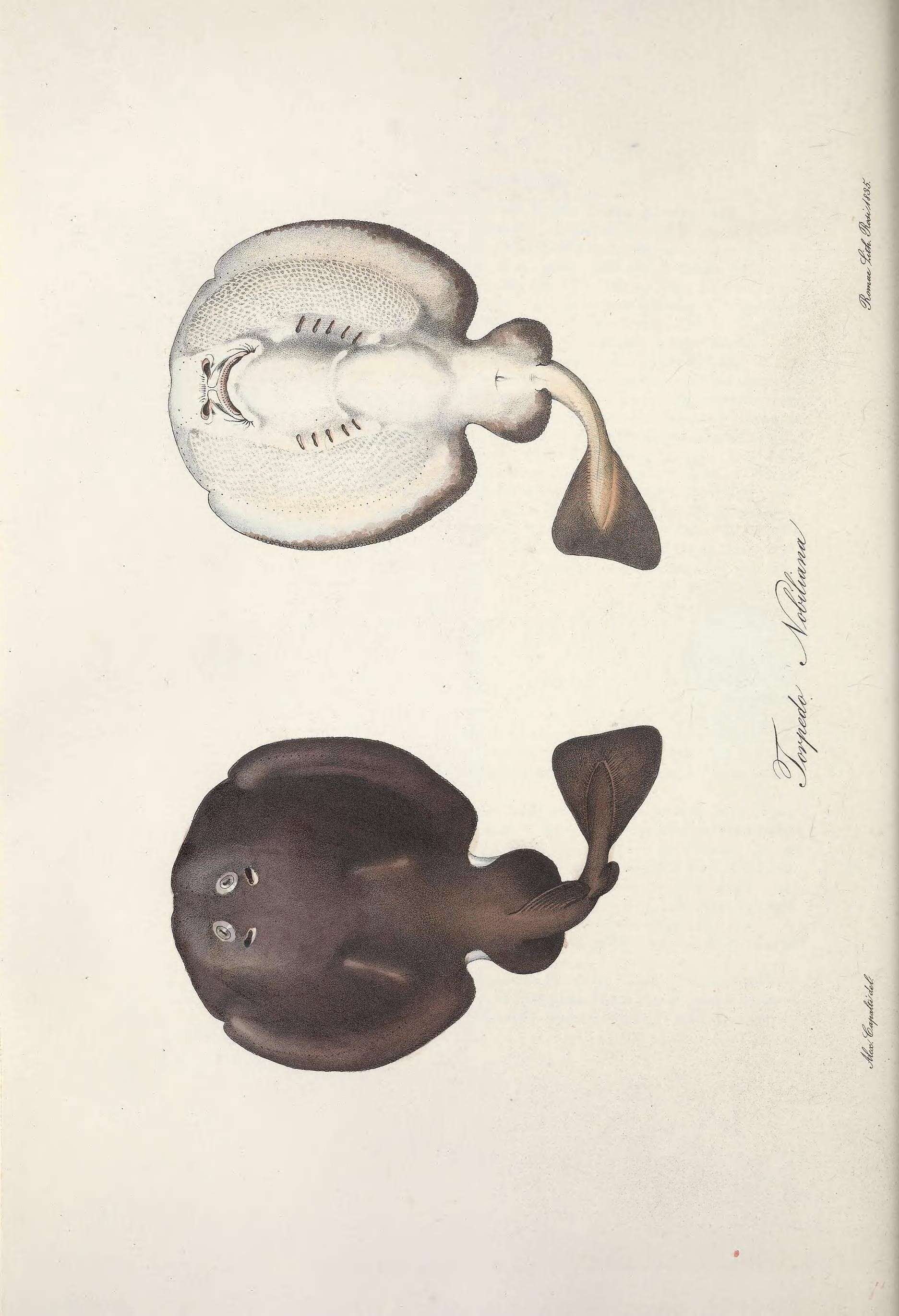 Image of electric ray