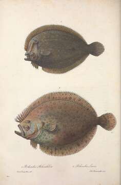 Image of Brill