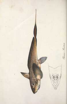 Imagem de Chimaera monstrosa Linnaeus 1758