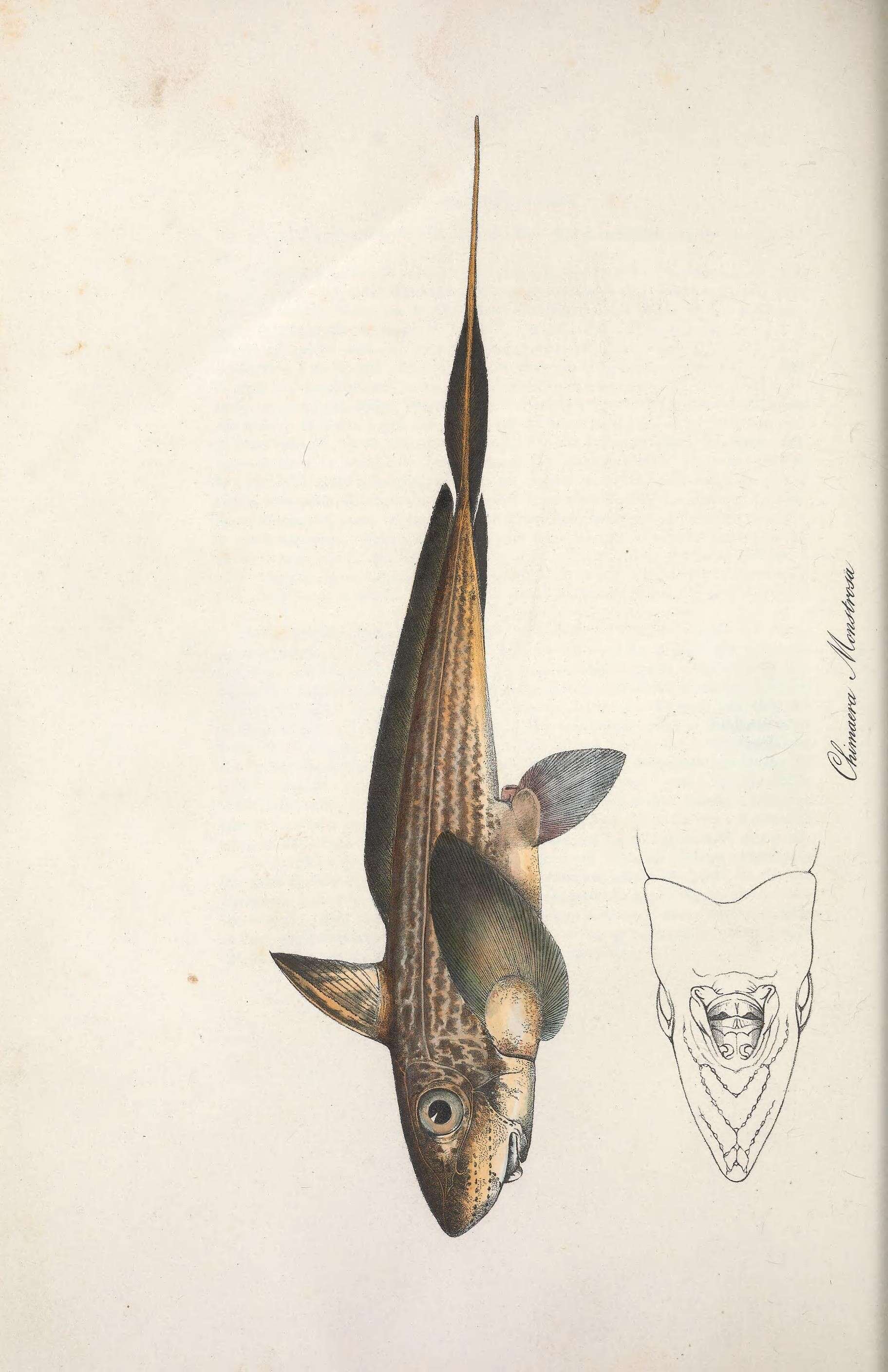 Imagem de Chimaera monstrosa Linnaeus 1758