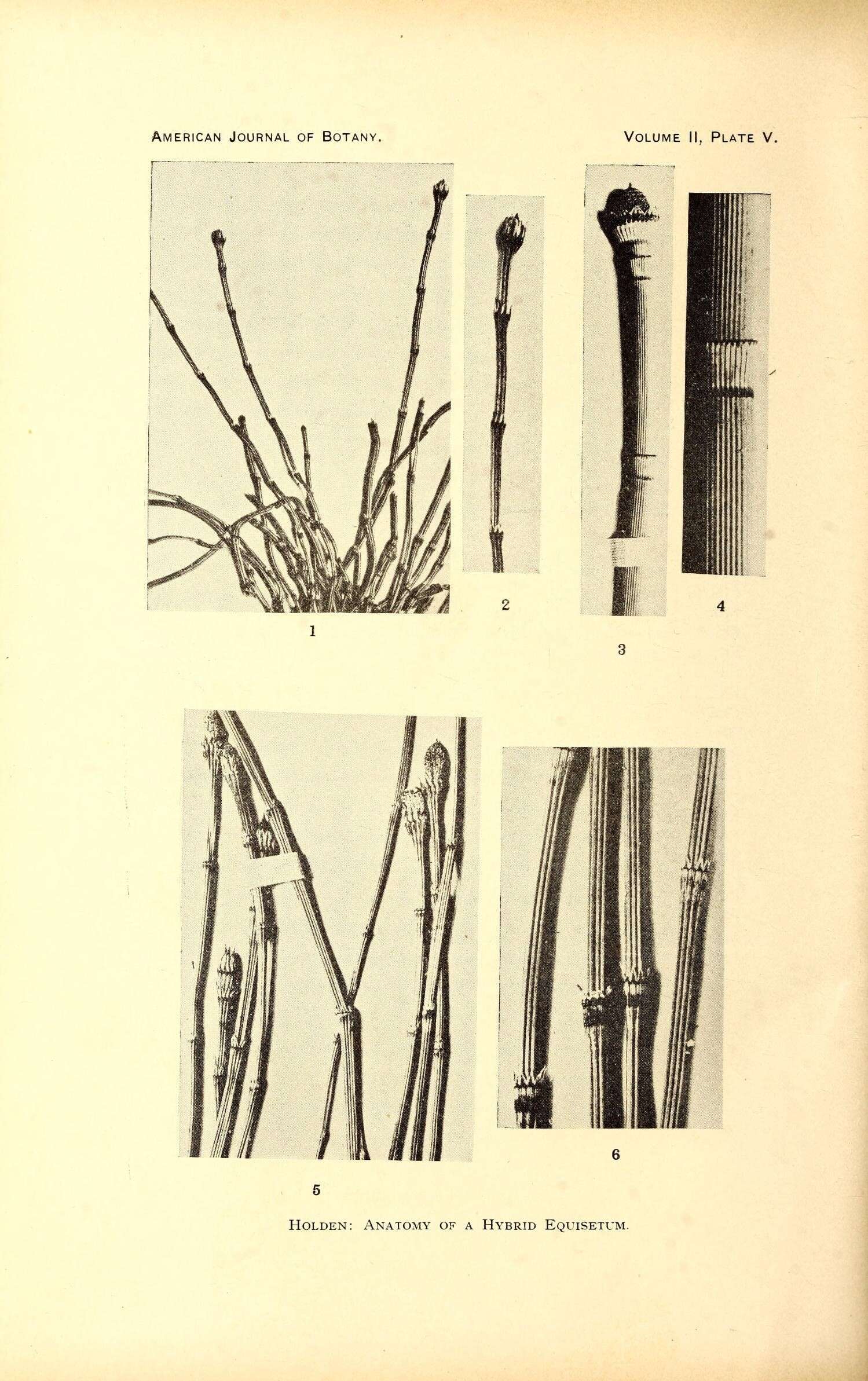 Equisetum variegatum Schleich. resmi