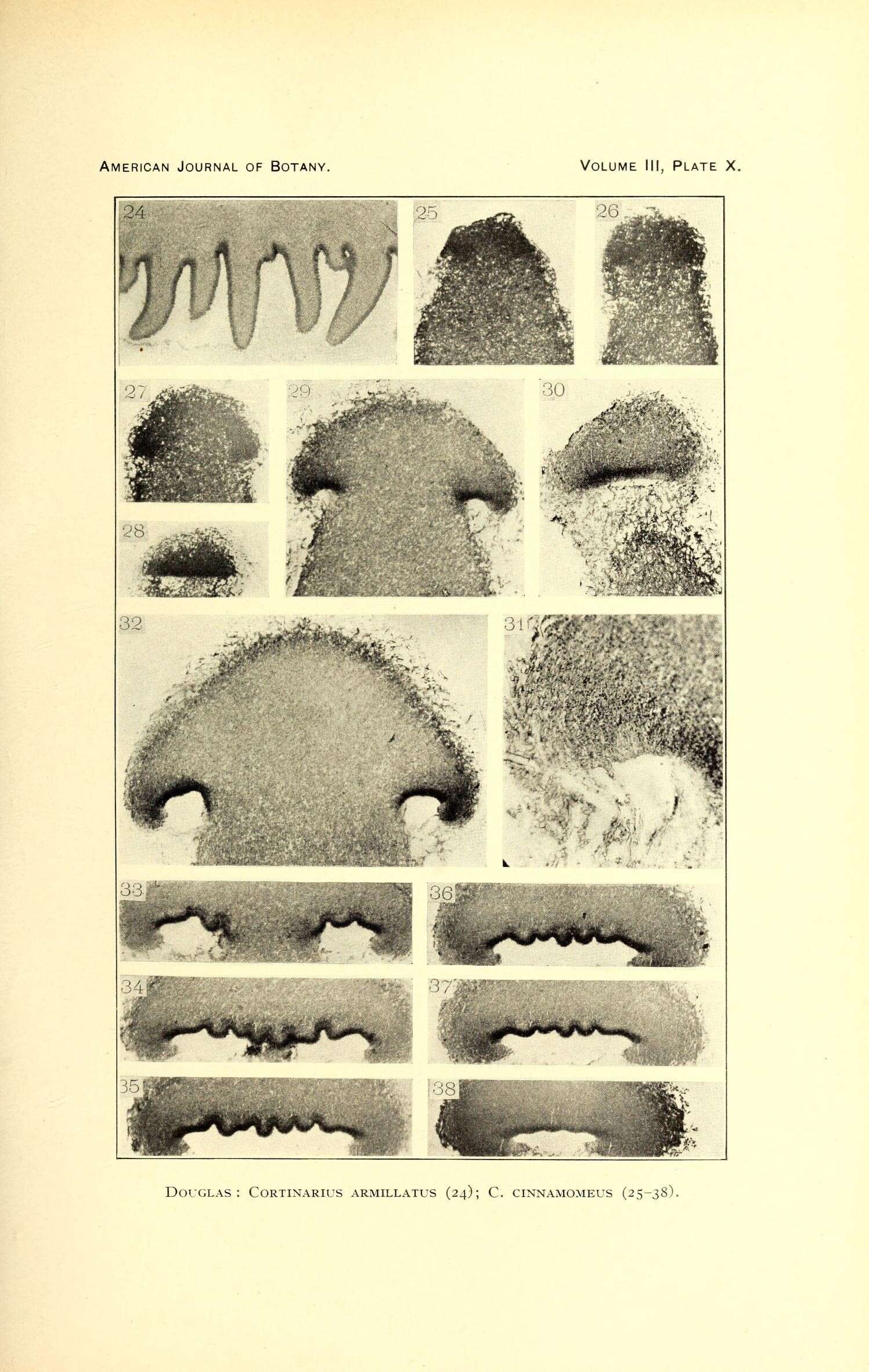Image of Cortinarius armillatus (Fr.) Fr. 1838